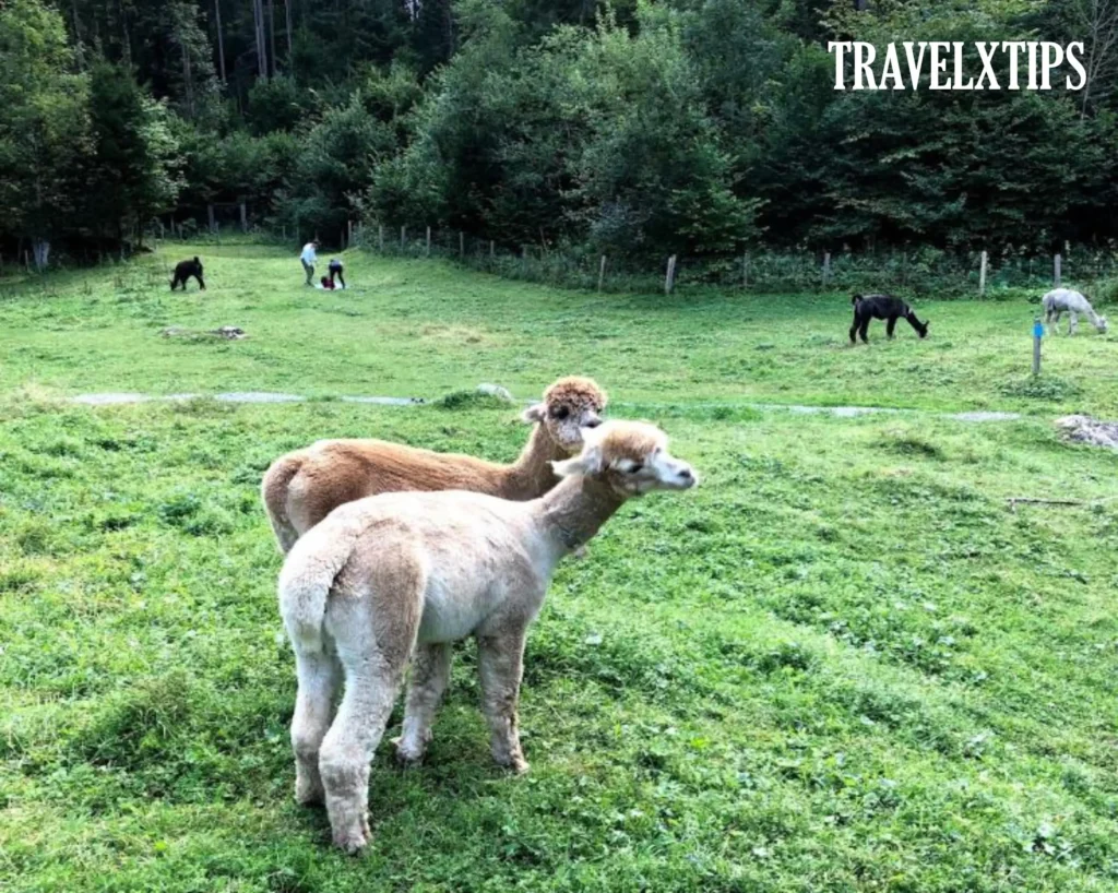 Lamas in Blausee forest